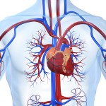 Wie funktionieren Herz und Kreislauf?